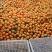 🍊椪柑清江芦柑湖北椪柑个大味甜产地直发