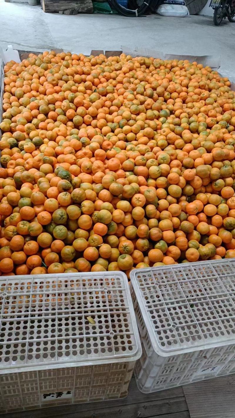 🍊椪柑清江芦柑湖北椪柑个大味甜产地直发