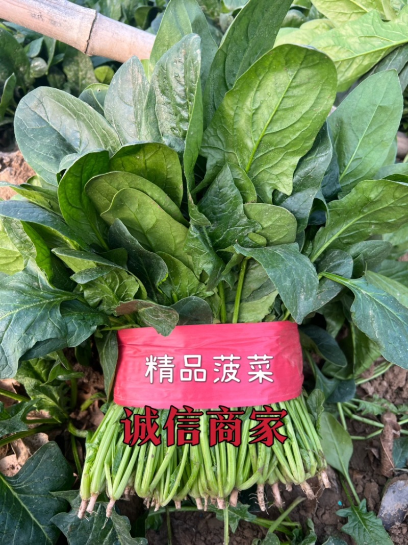 大叶菠菜大量上市。供应各大超市，代发各大市场。