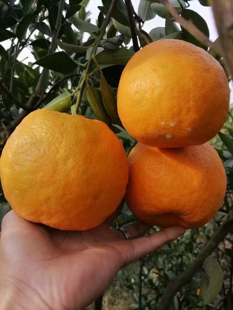 🍊椪柑清江芦柑湖北椪柑个大味甜产地直发