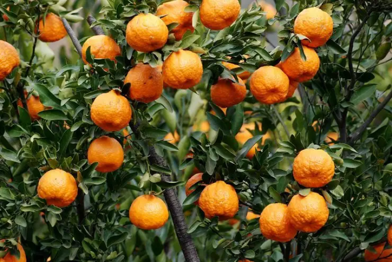 🍊椪柑清江芦柑湖北椪柑个大味甜产地直发