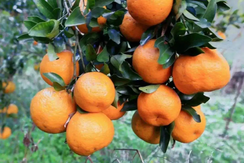 🍊椪柑清江芦柑湖北椪柑个大味甜产地直发