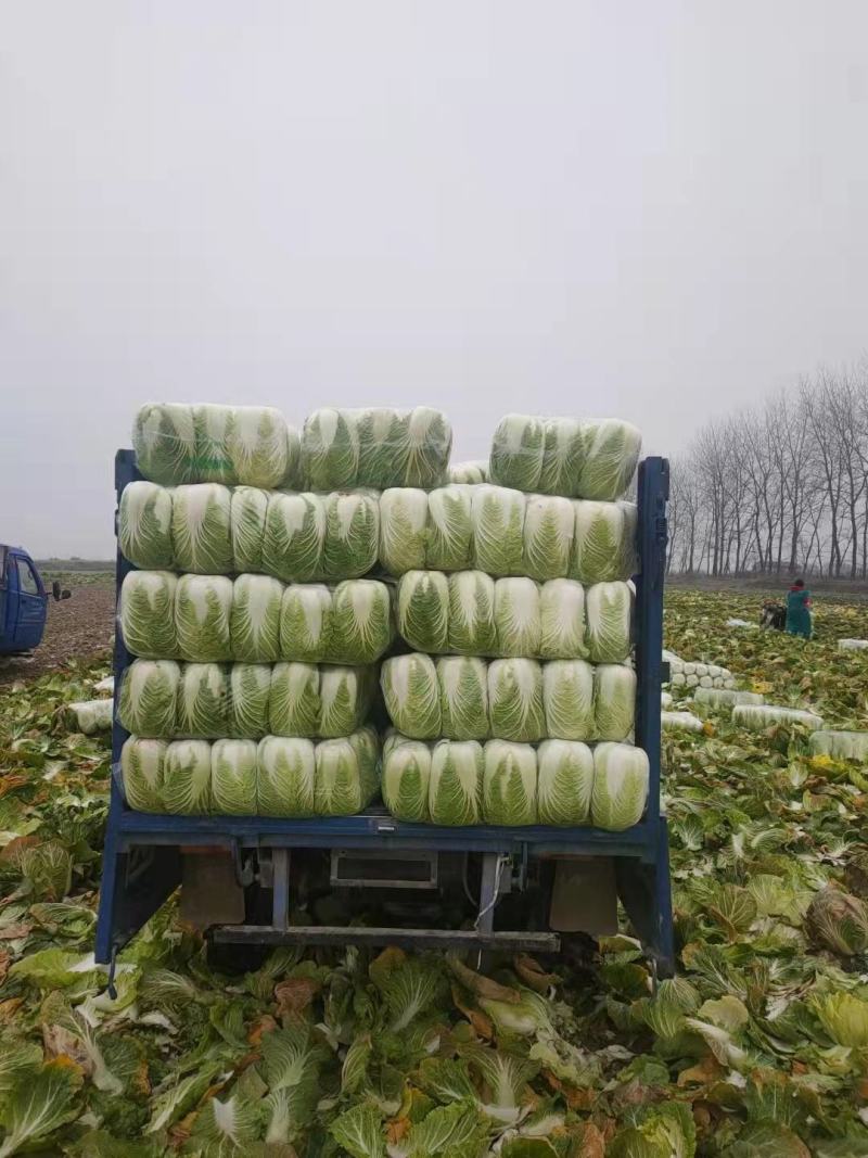 精品145黄心大白菜大量出货，品质高，基地供货