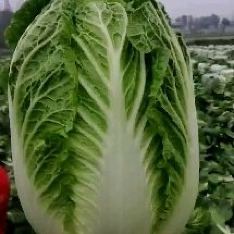 精品145黄心大白菜大量出货，品质高，基地供货