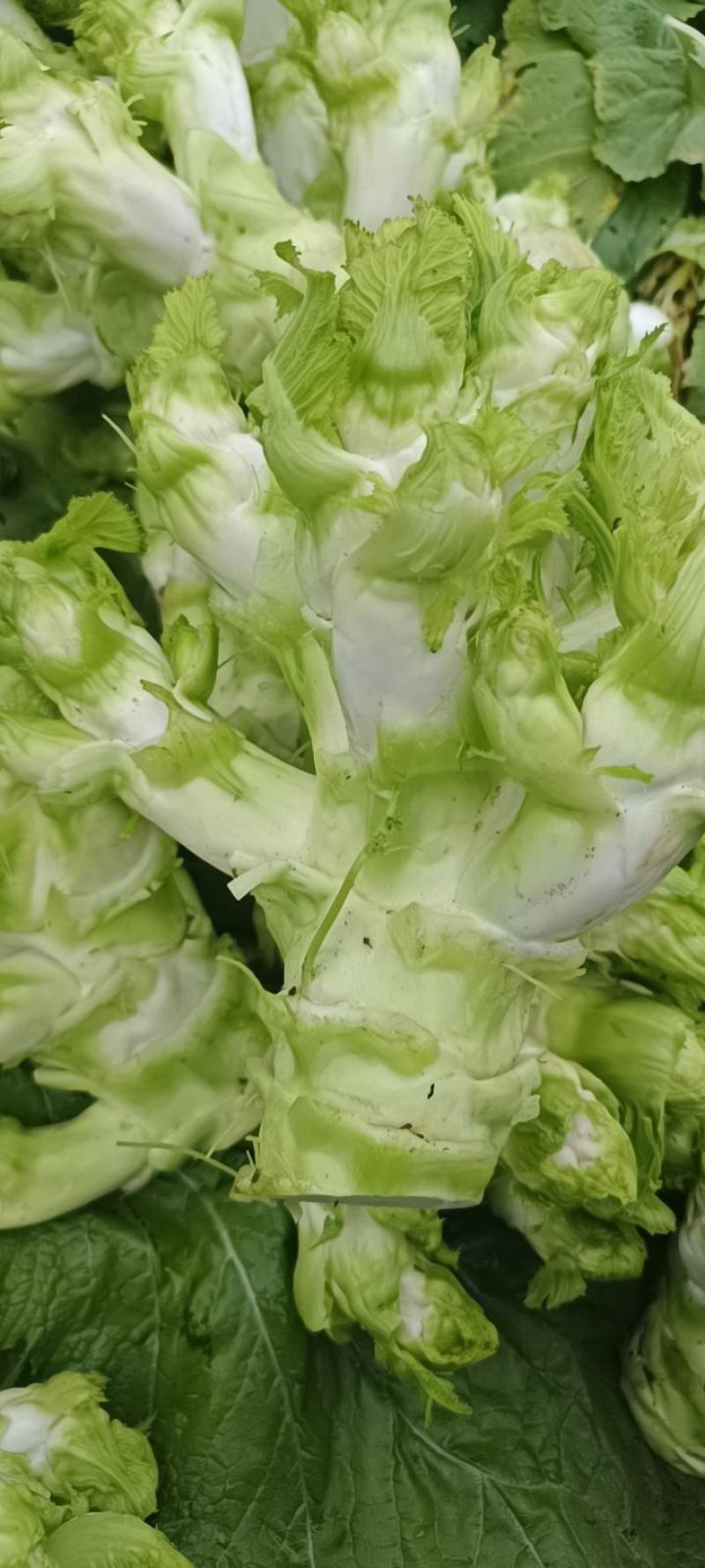 儿菜