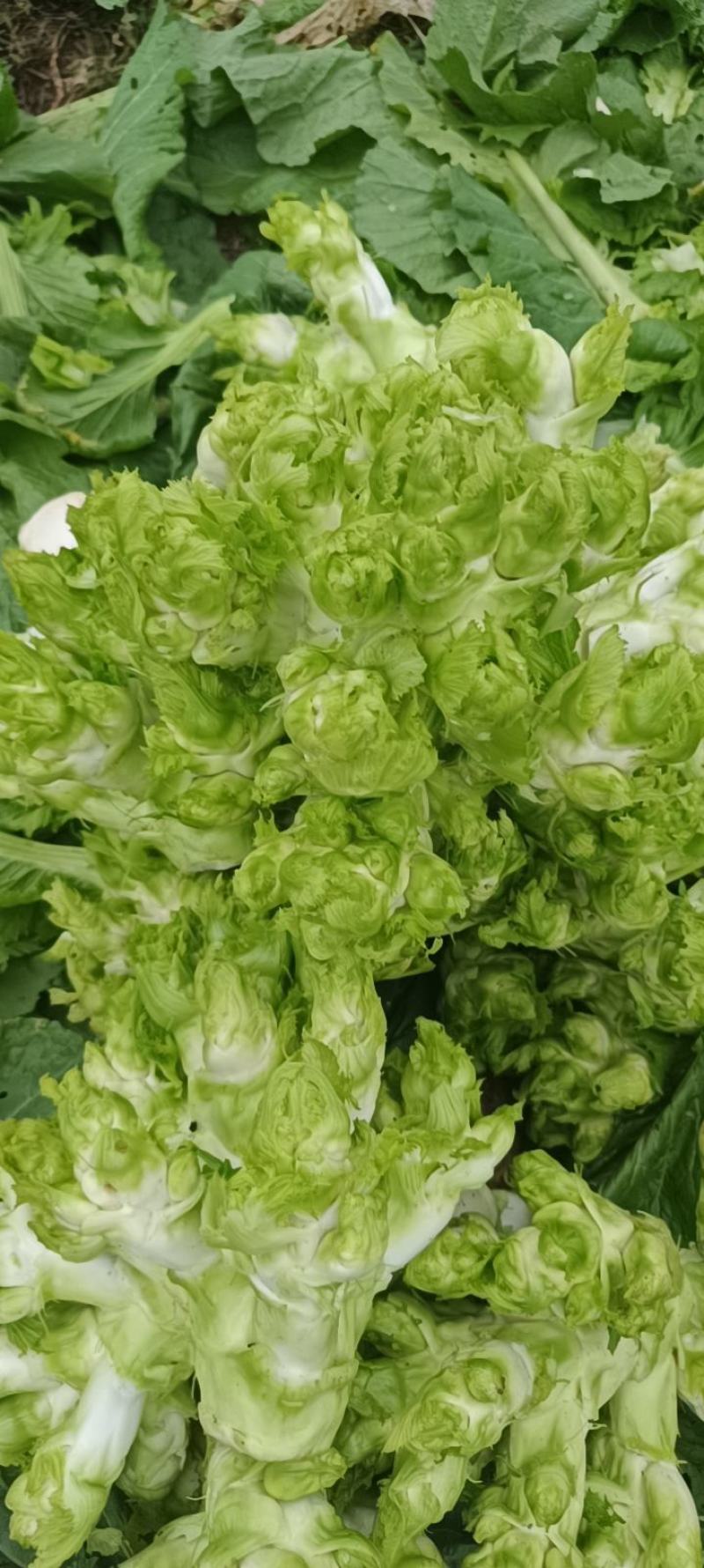 儿菜