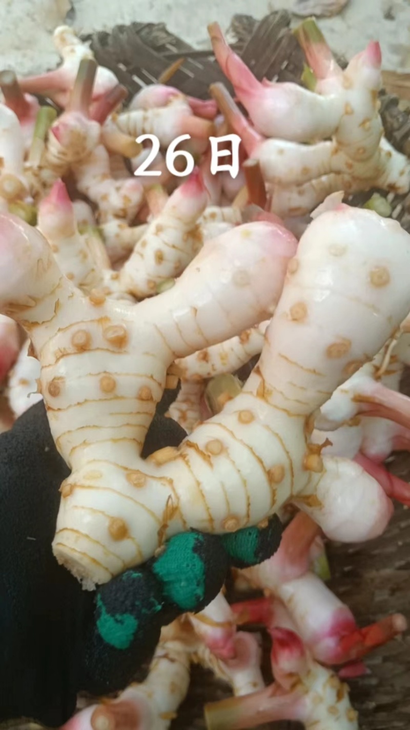 南姜泰国南姜泰国白皮南姜大量有货常年供应
