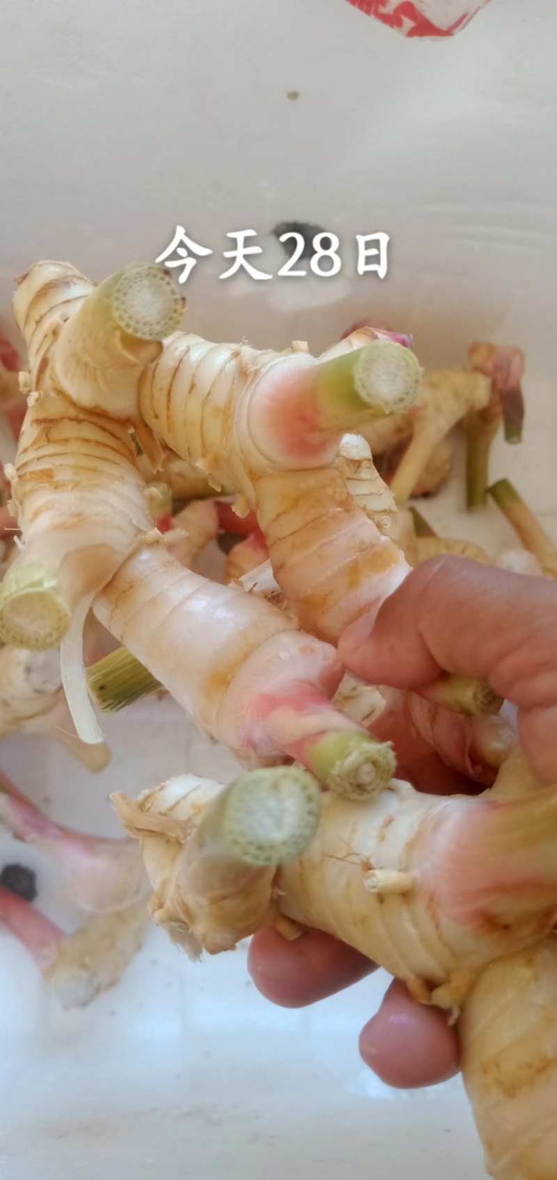 南姜泰国南姜泰国白皮南姜大量有货常年供应