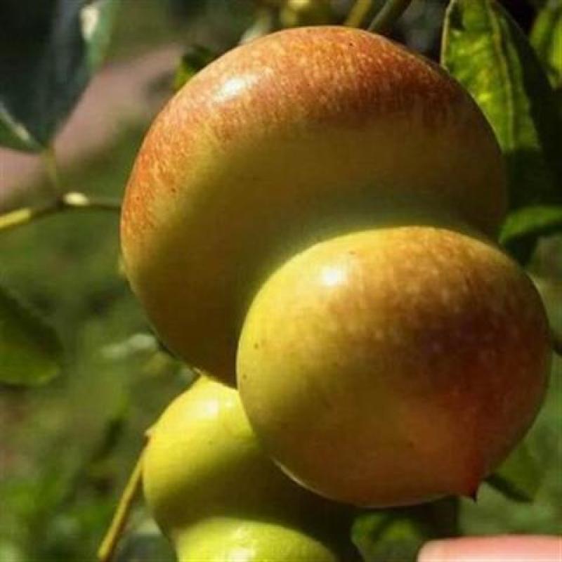 葫芦枣苗品种纯现挖现发枣树苗嫁接葫芦枣树苗南方北方种植