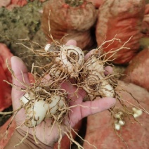 白芨药材市场一手货源质量保证量大从优