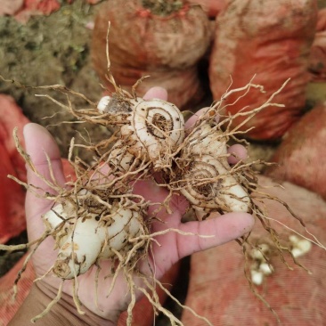 白芨药材市场一手货源质量保证量大从优