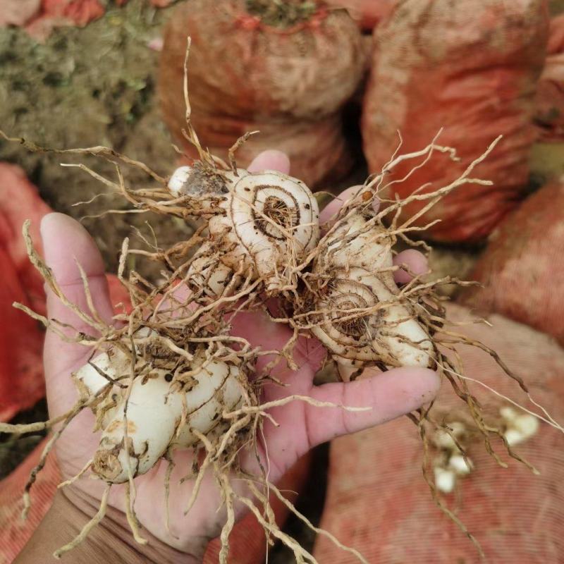 白芨药材市场一手货源质量保证量大从优