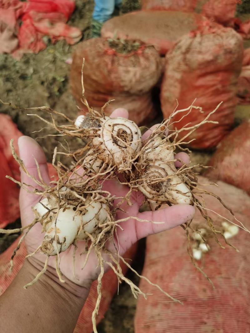 白芨药材市场一手货源质量保证量大从优