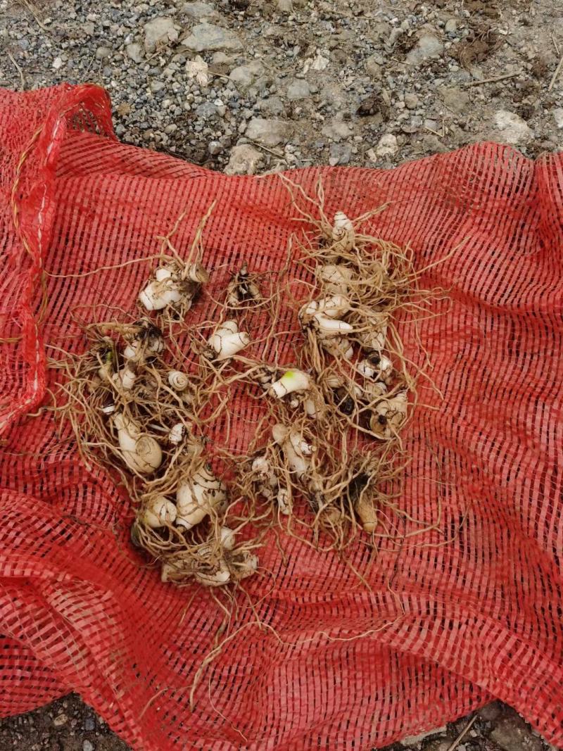白芨药材市场一手货源质量保证量大从优