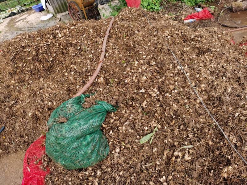 白芨药材市场一手货源质量保证量大从优
