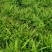 白芨药材市场一手货源质量保证量大从优