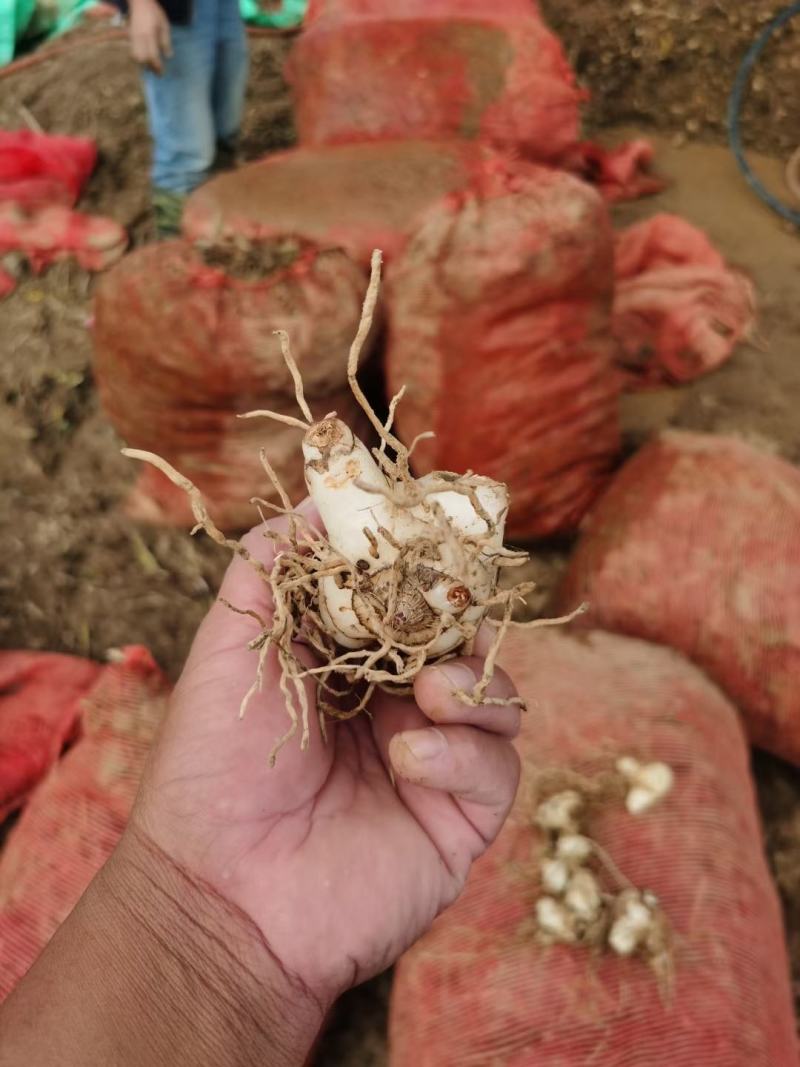 白芨药材市场一手货源质量保证量大从优