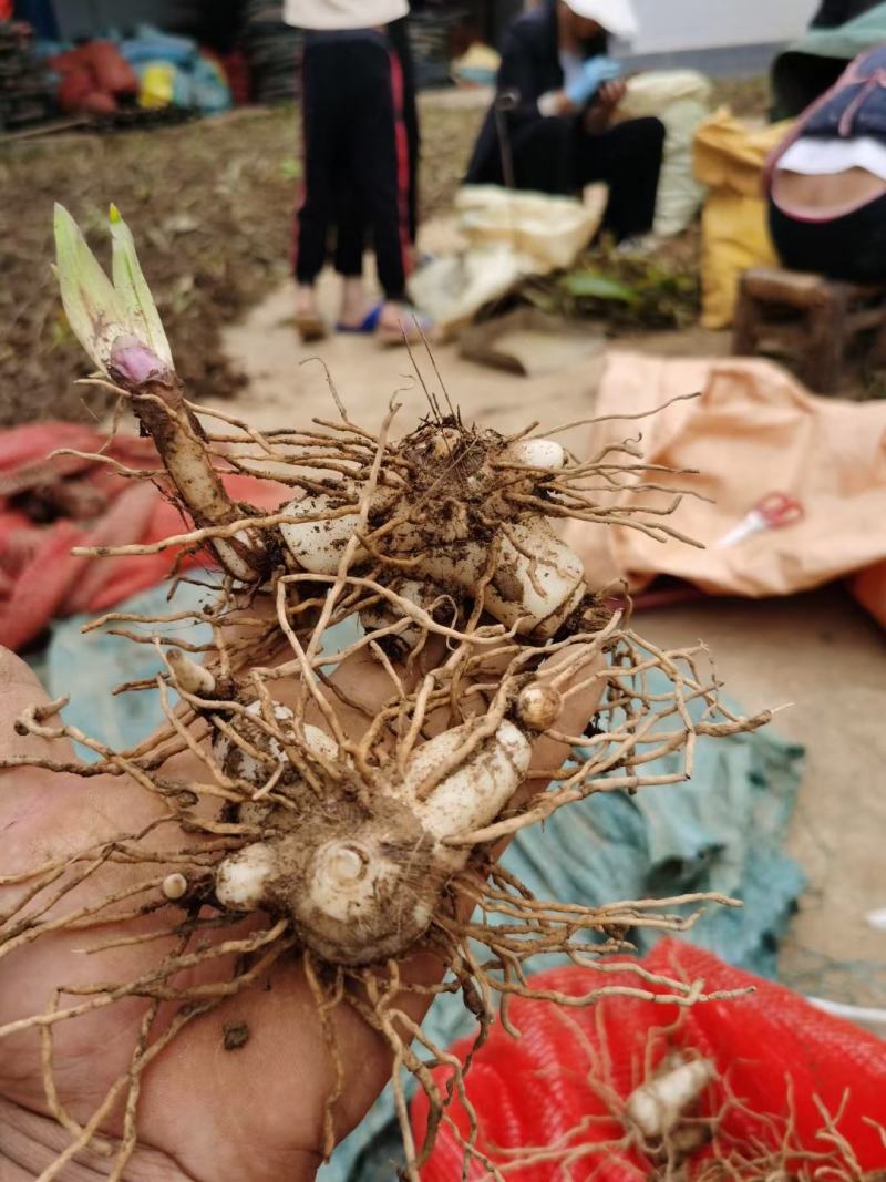 白芨药材市场一手货源质量保证量大从优