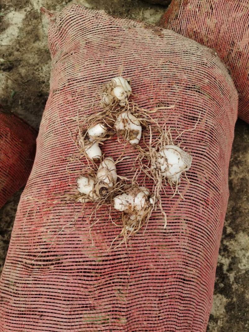 白芨药材市场一手货源质量保证量大从优