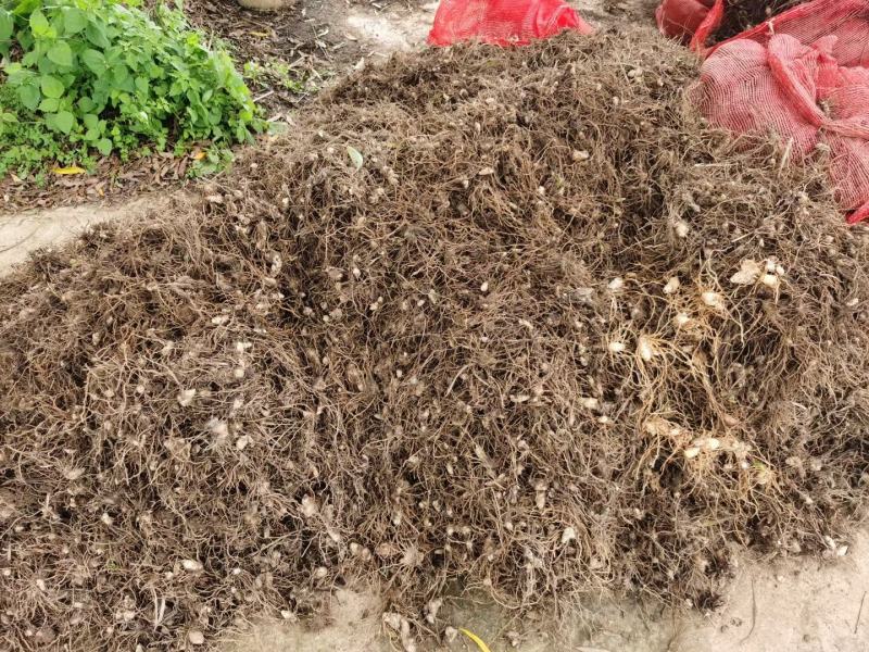 白芨药材市场一手货源质量保证量大从优