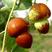 葫芦枣苗品种纯现挖现发枣树苗嫁接葫芦枣树苗南方北方种植