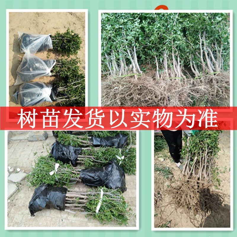 冰糖脆枣苗冬枣树苗沾化冬枣树苗冬枣三代树苗南方北方种植