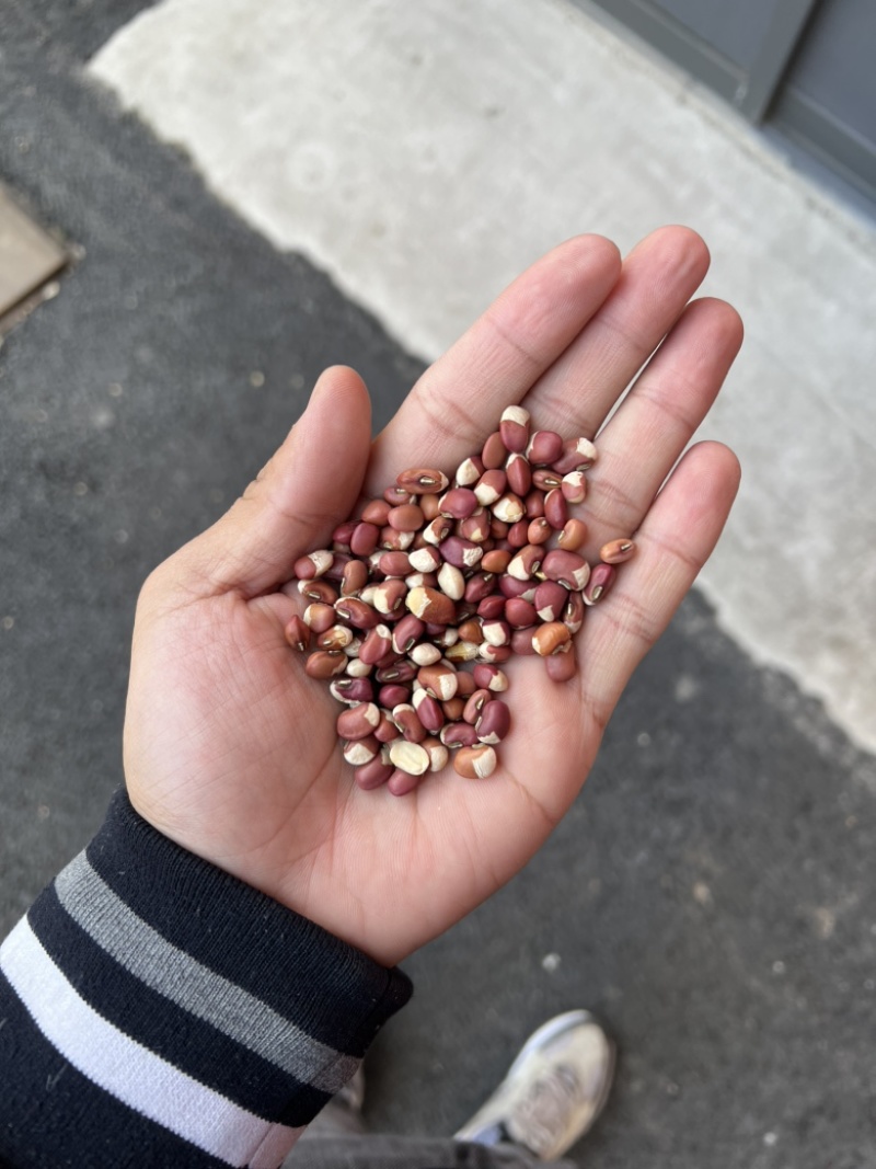 花豇豆白豇豆熬粥食品加工现货供应眉豆江豆