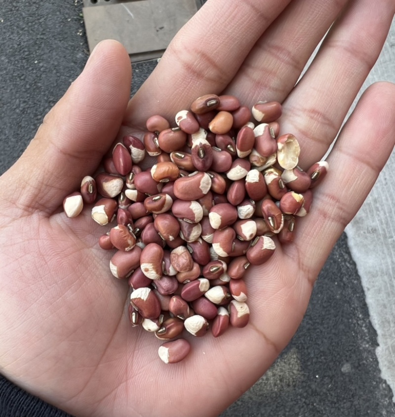 花豇豆白豇豆熬粥食品加工现货供应眉豆江豆