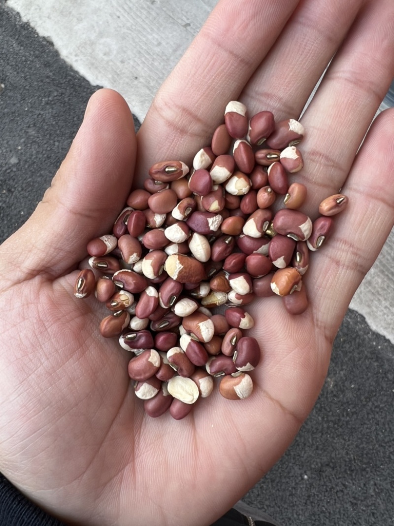 花豇豆白豇豆熬粥食品加工现货供应眉豆江豆