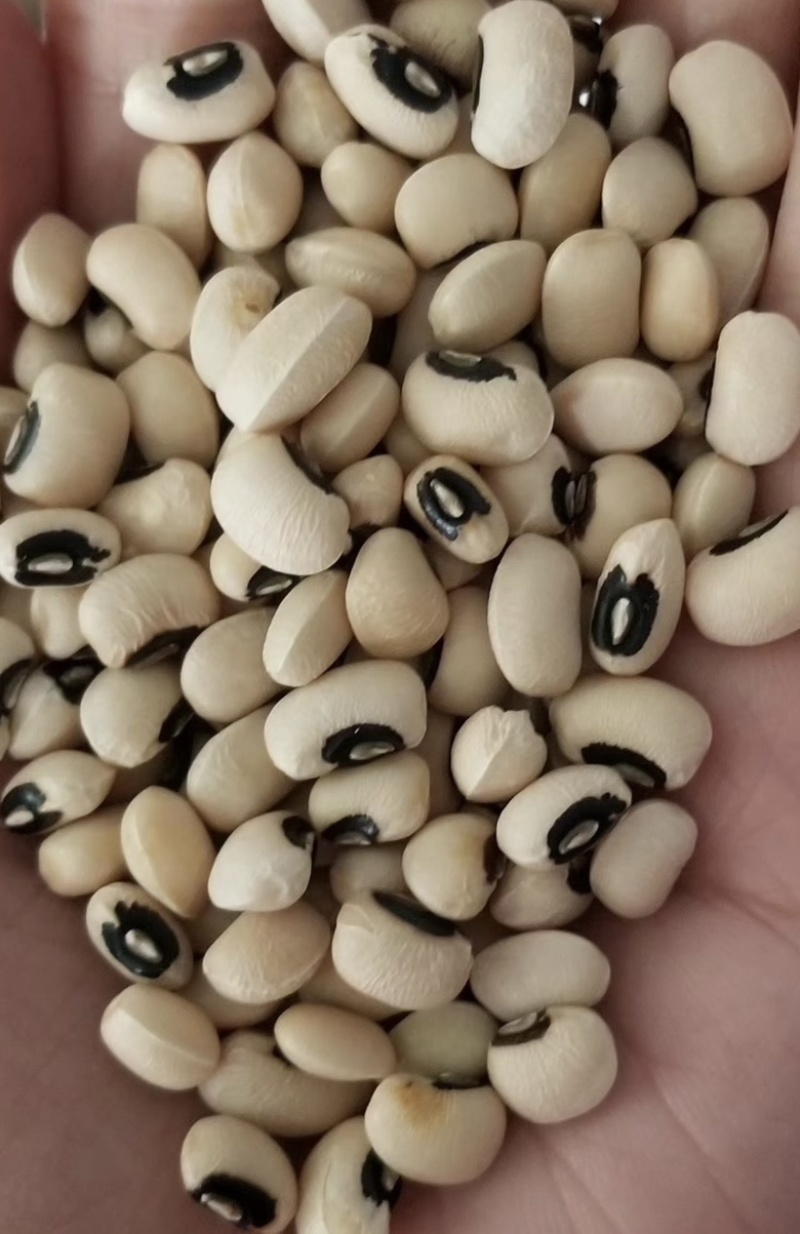 花豇豆白豇豆熬粥食品加工现货供应眉豆江豆