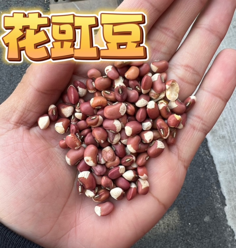 花豇豆白豇豆熬粥食品加工现货供应眉豆江豆