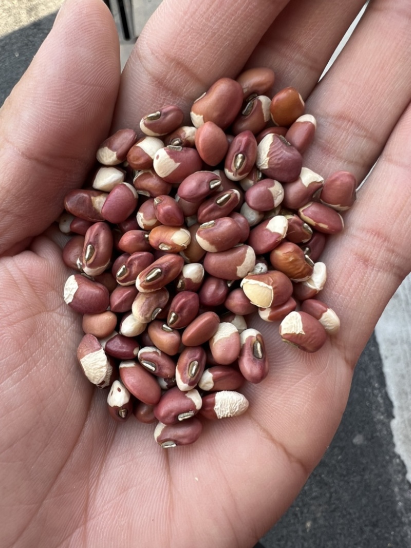花豇豆白豇豆熬粥食品加工现货供应眉豆江豆