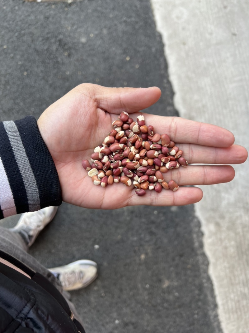 花豇豆白豇豆熬粥食品加工现货供应眉豆江豆