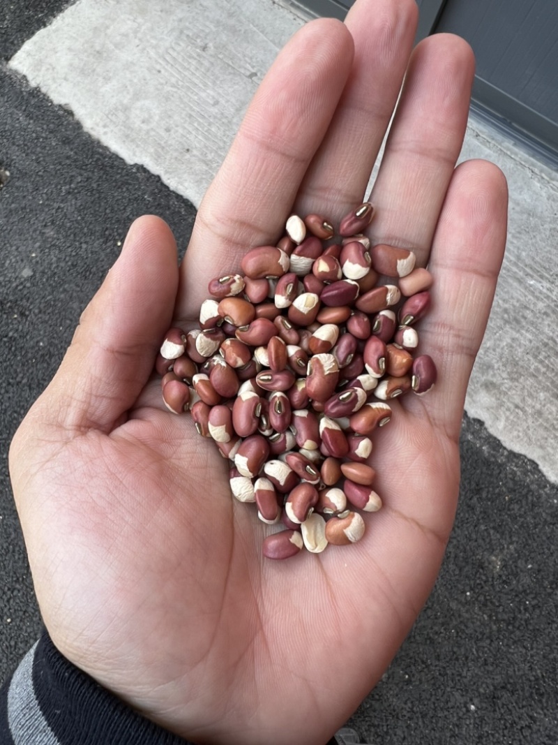 花豇豆白豇豆熬粥食品加工现货供应眉豆江豆