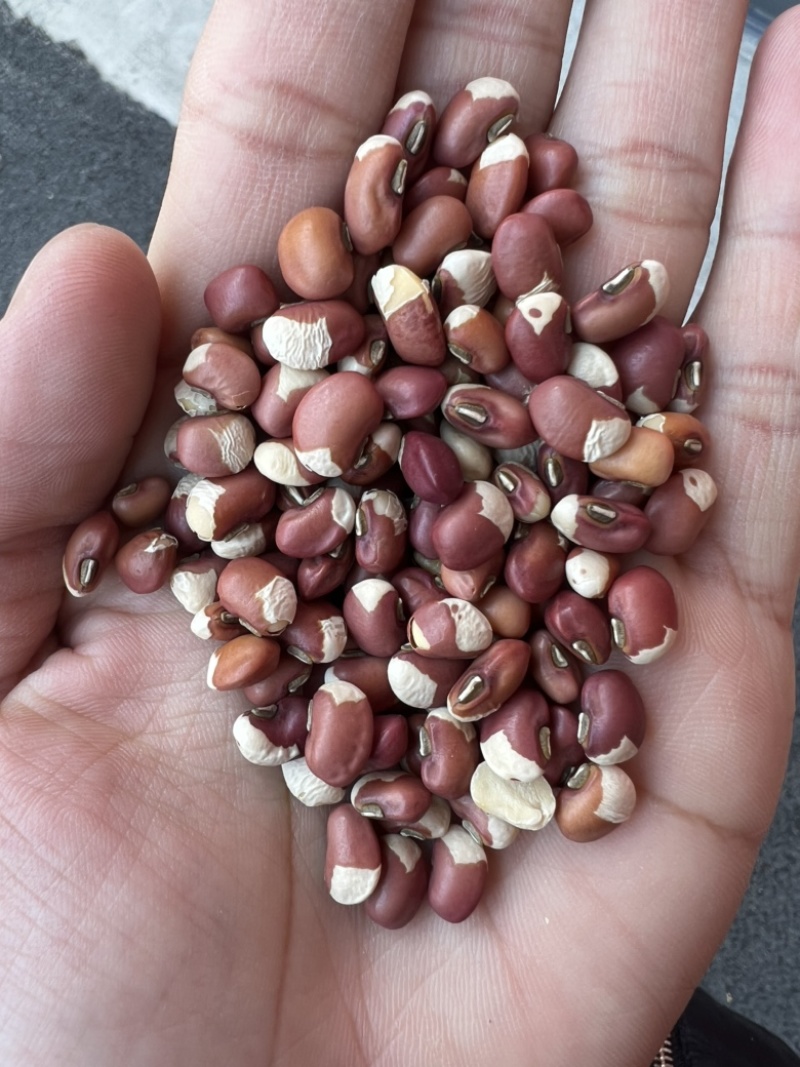 花豇豆白豇豆熬粥食品加工现货供应眉豆江豆