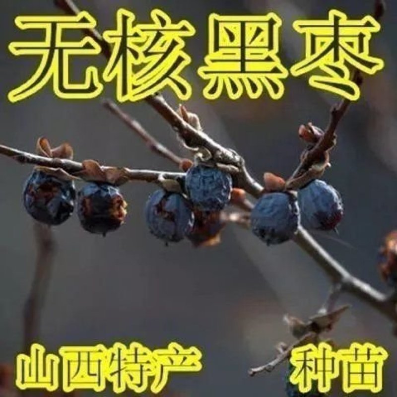 无核黑枣树苗又名君迁子树苗黑枣牛奶柿子苗南北方种植