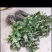 无核黑枣树苗又名君迁子树苗黑枣牛奶柿子苗南北方种植