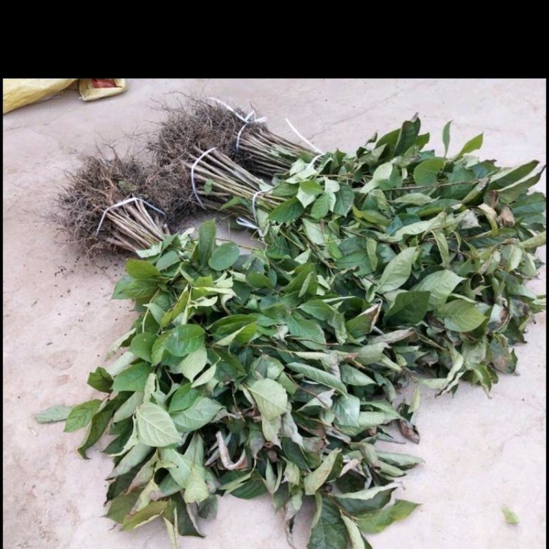 无核黑枣树苗又名君迁子树苗黑枣牛奶柿子苗南北方种植