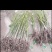 无核黑枣树苗又名君迁子树苗黑枣牛奶柿子苗南北方种植