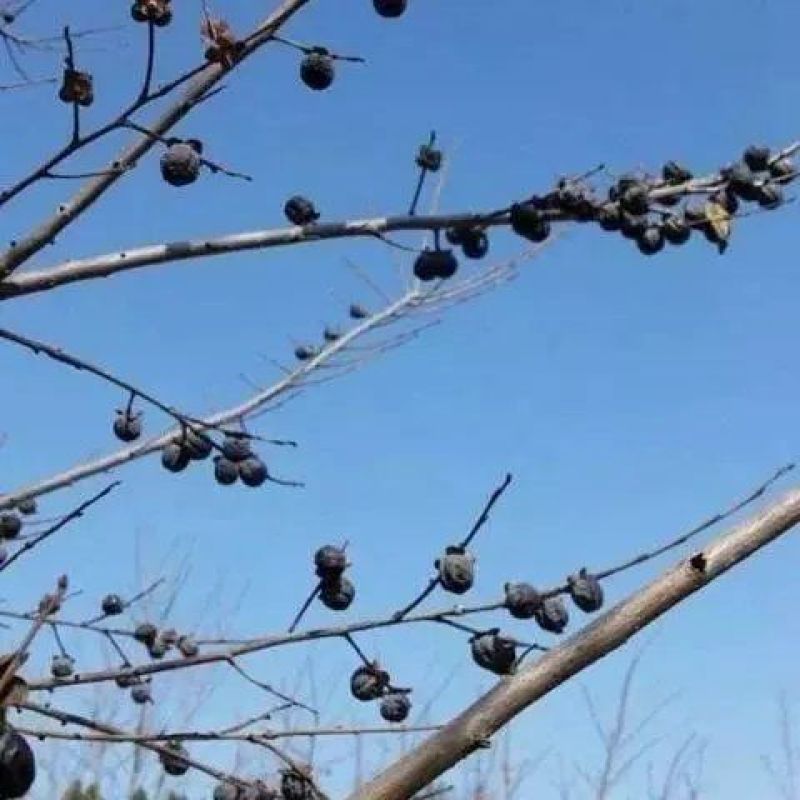 无核黑枣树苗又名君迁子树苗黑枣牛奶柿子苗南北方种植