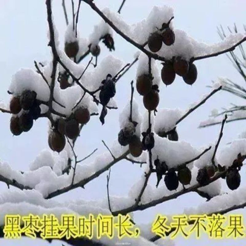 无核黑枣树苗又名君迁子树苗黑枣牛奶柿子苗南北方种植