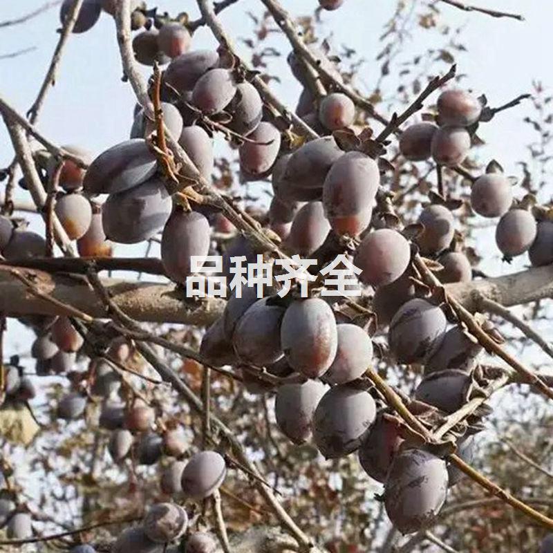 无核黑枣树苗又名君迁子树苗黑枣牛奶柿子苗南北方种植