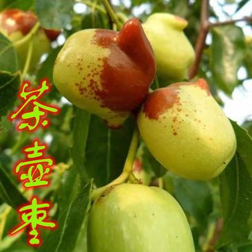 枣树苗茶壶枣稀有品种脆甜核小果肉细腻香味浓郁南方北方种植