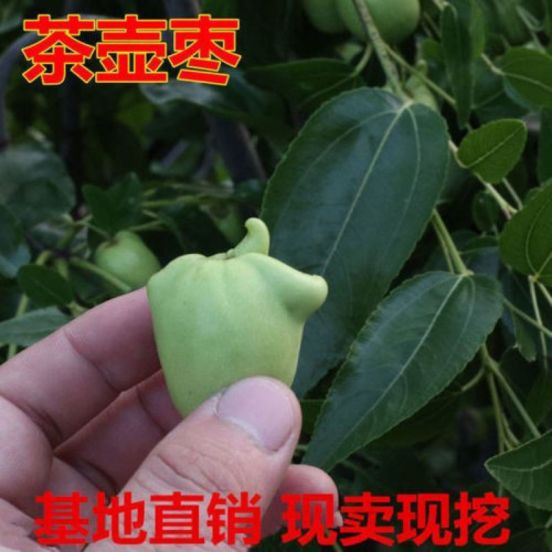 枣树苗茶壶枣稀有品种脆甜核小果肉细腻香味浓郁南方北方种植