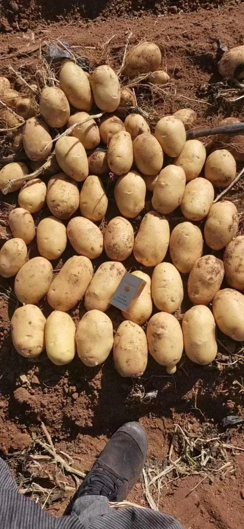 内蒙226土豆沙地土豆个头大一手货源对接市场商超