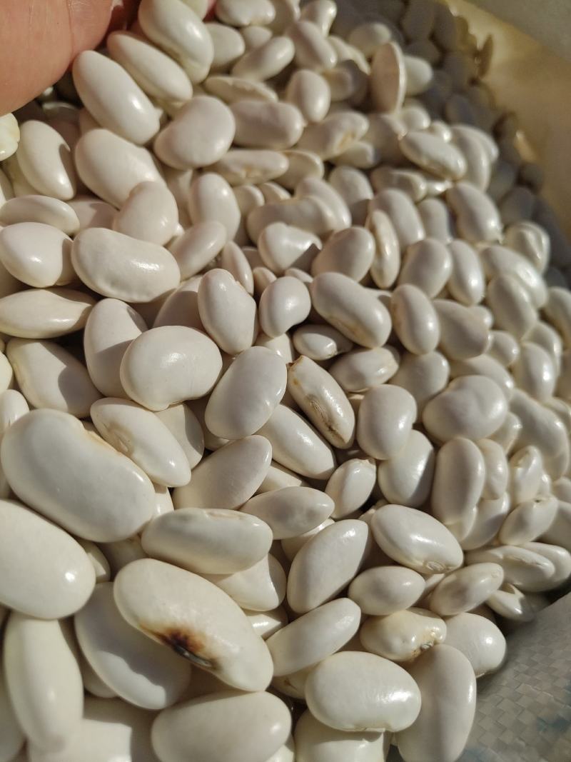白芸豆大白豆云南特产保山特产