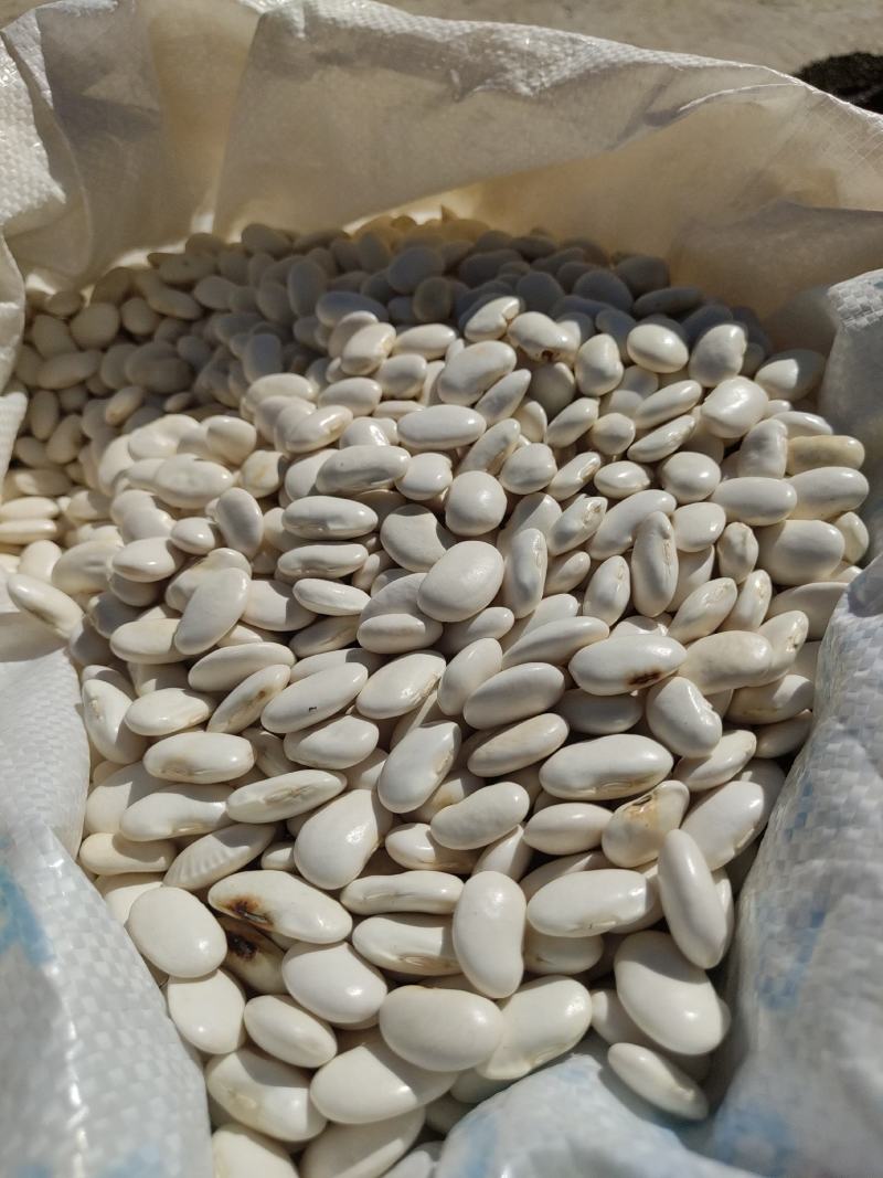 白芸豆大白豆云南特产保山特产