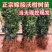沃柑苗091正宗无核沃柑苗新诺096沃柑苗皮薄肉多化渣