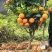 沃柑苗091正宗无核沃柑苗新诺096沃柑苗皮薄肉多化渣