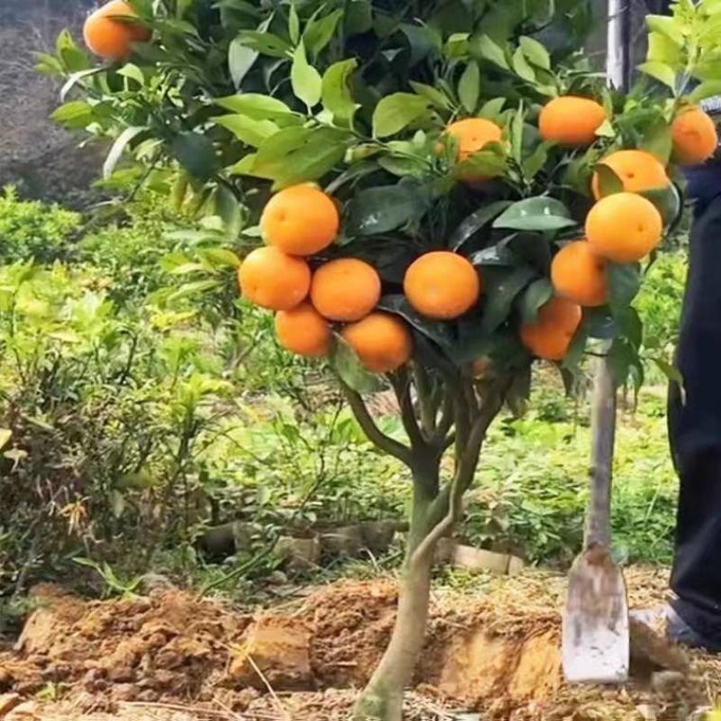 沃柑苗091正宗无核沃柑苗新诺096沃柑苗皮薄肉多化渣